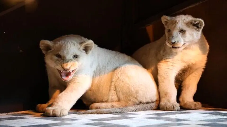 مدیر باغ‌ وحش ارم: قصر تکثیر شیرهای سفید را نداریم/ هدف ما نمایش و آموزش است

