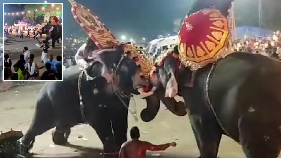 فیل خشمگین مراسم مذهبی را بهم زد + ویدئو