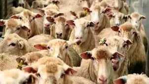 قیمت دام زنده امروز یکشنبه ۲۹ شهریور ۱۴۰۵ / گوسفند زنده چند؟ + جدول