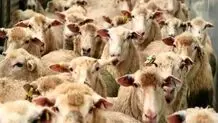 قیمت دام زنده؛ چهارشنبه ۸ اسفند