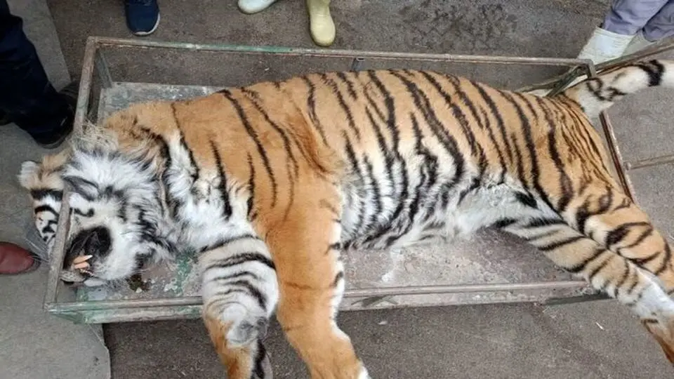 ببر ونداد تلف شد