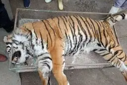 ببر ونداد تلف شد