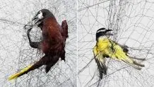 دستگیری ۱۲۱ شکارچی غیرمجاز  در گیلان و مازندران

