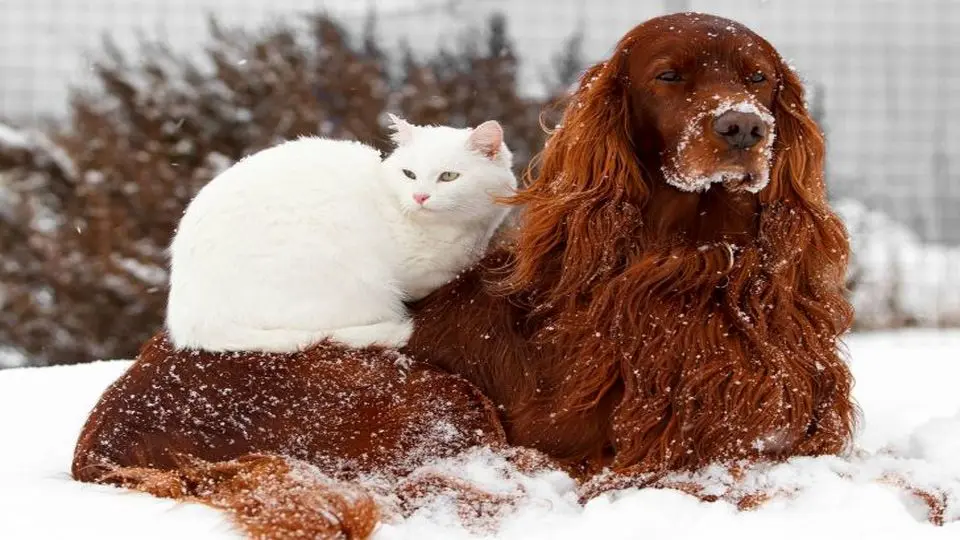 مراقبت  از  حیوانات  در  روزهای  سرد  سال

