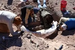 عاج ۱۲ هزارساله در کنده درخت