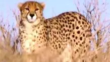 توله‌یوز جدید «گیسو» نامیده شد
