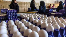 جدیدترین قیمت مرغ و تخم مرغ امروز شنبه ۲۹ آذر ۱۴۰۴ اعلام شد 