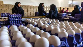 قیمت پیشنهادی تخم مرغ اعلام شد/ هر کیلو برای مصرف‌کننده حدود ۳۳۳ هزار تومان