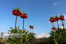 «لاله واژگون» در معرض خطر است
