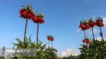 «لاله واژگون» در معرض خطر است
