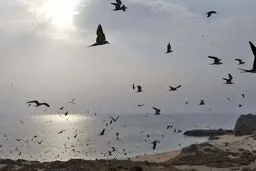 گزارش تصویری از جزیره هرمز 