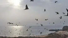 گزارش تصویری از جزیره هرمز 