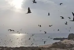 نام جزیره ابوموسی تغییر می‌کند!
