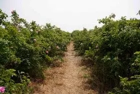 برداشت گل محمدی در روستای اله رودبار بابل