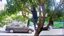 توت‌های تهران سمی است 