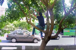 مراقب توت‌خوری در خیابان باشید