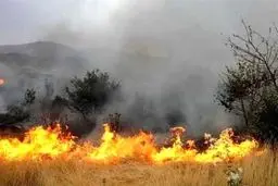 مهار حریق جنگل ابر شاهرود؛ نیروها در محل مستقر هستند
