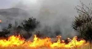 مهار حریق جنگل ابر شاهرود؛ نیروها در محل مستقر هستند
