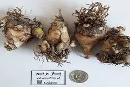 خرید پیاز گل مرغوب