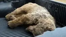 وضعیت فاجعه‌ بار یک خرس در باغ وحش/ ویدئو

