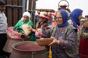 برداشت گل محمدی در روستای اله رودبار بابل