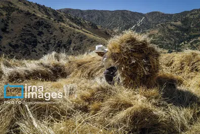 برداشت سنتی گندم در استان کردستان