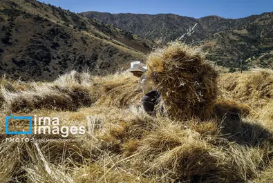 برداشت سنتی گندم در استان کردستان