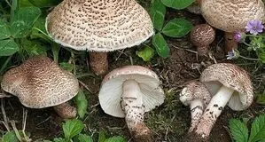 ۴ عضو خانواده سمنانی با خوردن قارچ کشته شدند / مادر خانواده زنده ماند
