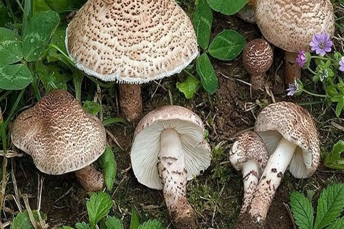 مسمومیت با قارچ‌های خودرو و سمی با شروع فصل بهار