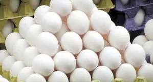 قیمت هر شانه تخم‌مرغ  چقدر است؟