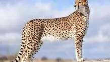 «ایران» امکان بارداری مجدد را دارد 