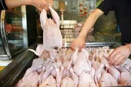 توزیع روزانه ۱۵۰۰ تن گوشت مرغ در تهران برای تنظیم بازار