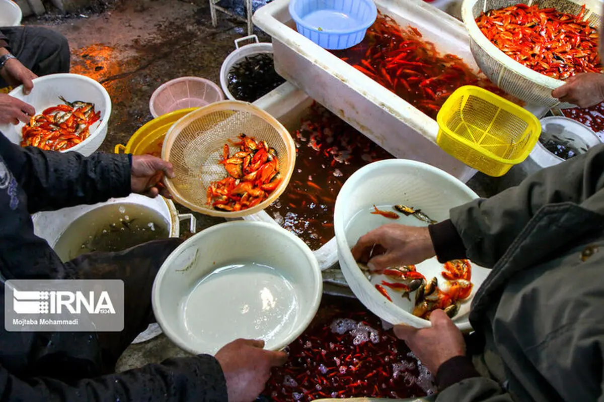 فروشندگان به فکر فروش مار و لاک‌پشت نباشند

