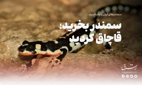 سمندر بخرید، قاچاق کردید 