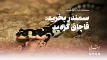 سمندری که ۷ سال از جایش تکان نخورد!