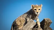 پیروز  و  دغدغه‌های زندگی‌اش
