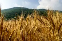 کاهش قابل توجه خرید گندم از سوی دولت