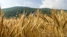 کاهش قابل توجه خرید گندم از سوی دولت