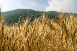 کاهش قابل توجه خرید گندم از سوی دولت