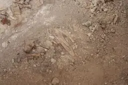 کشف گورستان سلطنتی ایلخانی درگنبدسلطانیه