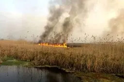 آتشسوزی  در تالاب هورالعظیم