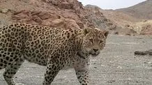 رییس انجمن حمایت از کودکان: ۶۰ میلیون تومان خسارت زدند و مردم را از گرفتن مشاوره محروم کردند
