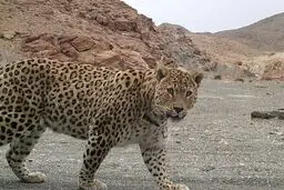 ۲۵۰ پرونده خسارت پلنگ در مازندران تشکیل شد 
