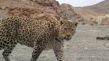 ۲۵۰ پرونده خسارت پلنگ در مازندران تشکیل شد 