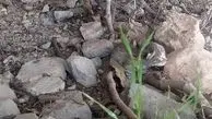 لحظه‌ای دلگرم‌کننده در طبیعت ؛ بازگشت ۲ توله پلنگ گمشده به آغوش مادر در زیستگاه طبیعی
