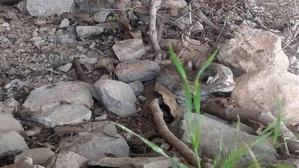 لحظهای دلگرمکننده در طبیعت ؛ بازگشت ۲ توله پلنگ گمشده به آغوش مادر در زیستگاه طبیعی