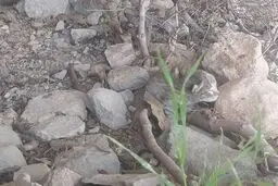 لحظه‌ای دلگرم‌کننده در طبیعت ؛ بازگشت ۲ توله پلنگ گمشده به آغوش مادر در زیستگاه طبیعی