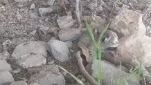 لحظه‌ای دلگرم‌کننده در طبیعت ؛ بازگشت ۲ توله پلنگ گمشده به آغوش مادر در زیستگاه طبیعی