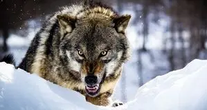 مراقب گرگ های گرسنه باشید + ویدئو