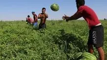 برداشت شیرین هندوانه در کهگیلویه؛ دغدغه حمل‌ونقل رفع شد